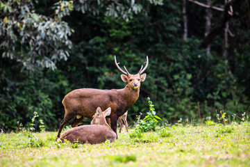 The deers in the wildlife sanctuary of Thailand.