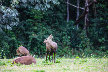 Obraz na płótnie Canvas The deers in the wildlife sanctuary of Thailand.
