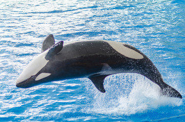 a jumping orca in a blue sea © Alexander Baumann