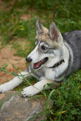West Siberian Laika puppy