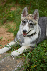 West Siberian Laika puppy