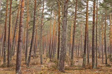 Fototapeta premium Multicolor pine forest