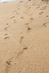 Fototapeta na wymiar Kid footsteps in the beach sand