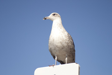 Solitary seagull standing in a road signal