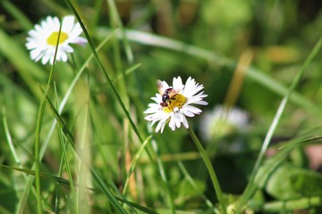 flower, daisy, nature, white, grass, spring, summer, green, plant, field, yellow, flowers, meadow, garden, beauty, daisies, macro, flora, camomile, blossom, bloom, chamomile, natural, floral, petal
