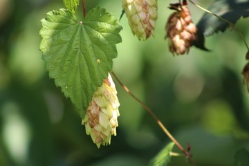green, nature, plant, berry, fruit, leaf, leaves, branch, red, tree, food, flower, garden, raspberry, bush, spring, berries, summer, blackberry, ripe, agriculture, wild, close-up, grape, currant