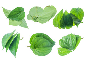 Green betel leaf isolated on the gray background with clipping path.