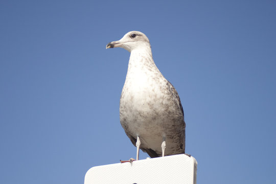 Solitary seagull standing in a road signal