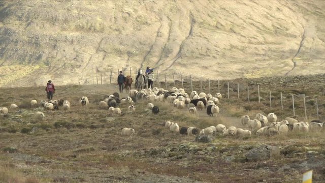  A family rounds of a herd of sheep during the annual Rettir round up, Holar Iceland.mov
