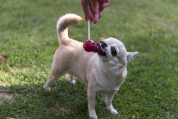 A Chihuahua dog and a red Lollipop.