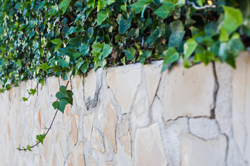 Green potted plants in beautiful pot outdoor