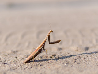 Mantis insect on the road