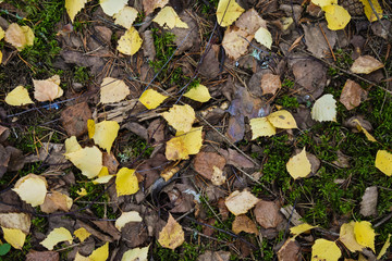 Yellow and brown leaves started to fill the ground as autumn also started