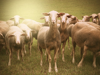 A group of sheep on a field in the amber light of sunrise.