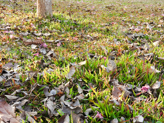 Green grass in the park, scattered brown leaves, the sun shines, the green grass presents a beautiful translucent color, can be used as a natural background.
