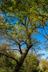 The Caffarella park in the city of Rome, Appia Antica, Almone river