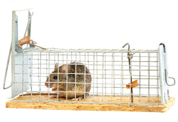 Live mouse in a mousetrap, on a white background, shallow depth of field