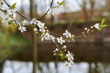 Blossoming branch of a cherry. The cherry tree smells in the spring.