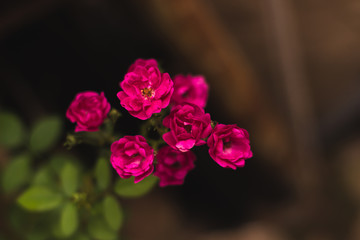 Rosas fondo desenfocado 