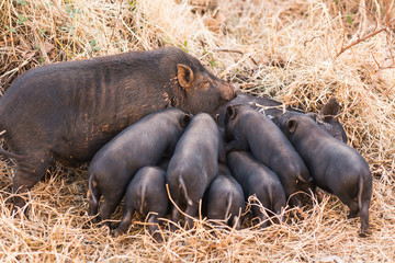 Little wild piglets suckling their mother on nature