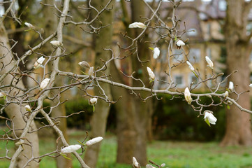 Magnolia spring. Magnolia flowers bloom on the branches.