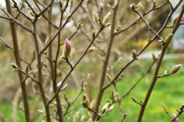 Magnolia spring. Magnolia flowers bloom on the branches.