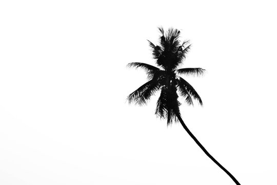 alone palm tree silhouette on white background