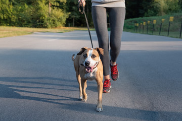Woman in running suit jogging with her dog. Young fit female and staffordshire terrier dog doing morning walk in a park