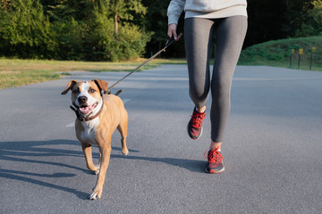 Woman in running suit jogging with her dog. Young fit female and staffordshire terrier dog doing morning walk in a park