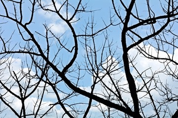 Branch of dead tree on blue sky with cloud in summer - background