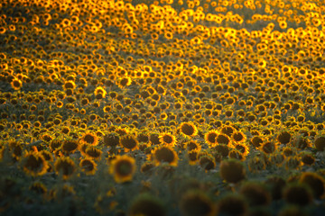 Sunflower field on sunset time, near Pannonhalma in Hungary