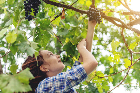Girl winemaker harvesting clusters of Merlot red grapes in the vineyard for wine production