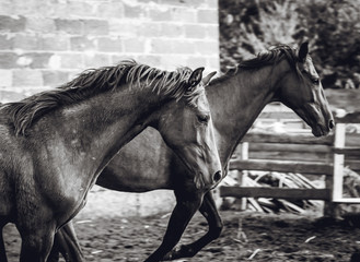 Black and white photo of a mare with a foal