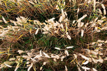 View from above of cobs of wheat
