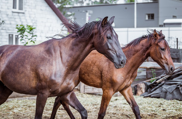 Interact a mare with a foal