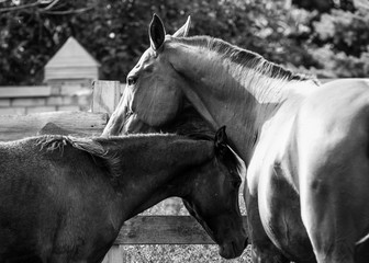 Black and white photo of a mare with a foal