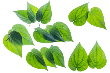 Fototapeta na wymiar Green betel leaf isolated on the gray background with clipping path.