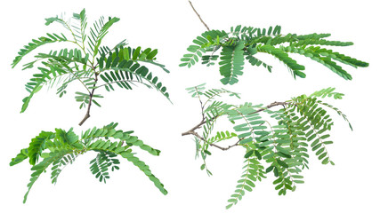 Tamarind leaves isolated on gray background with clipping path.
