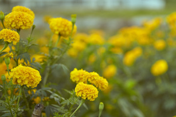 Yellow Marigold Flowers  In Field