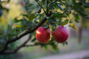 Bio apples on the tree in orchard