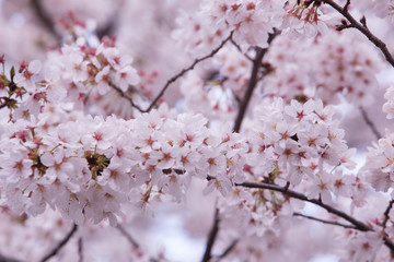 Fototapeta premium 140404_5965_井の頭公園