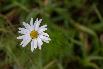 chamomile