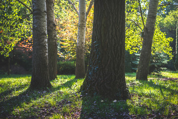Autumn trees in the garden with sunlight / Pannonhalma Arboretum, Hungary
