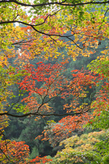 20151022_8992_青梅市御岳山