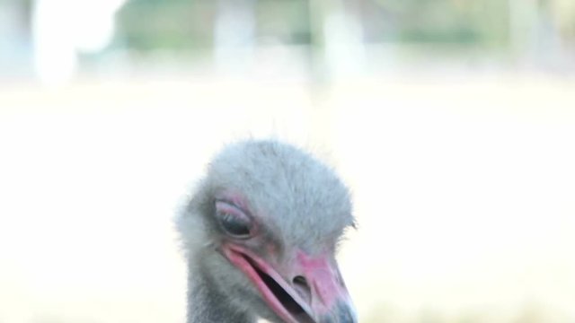 funny head of an African ostrich, slow motion