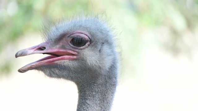 funny African ostrich, slow motion