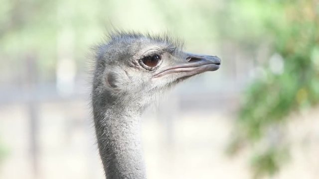 funny head of an African ostrich looking, slow motion