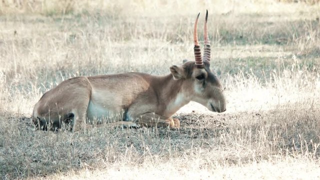 Saiga tatarica	lying on the grass