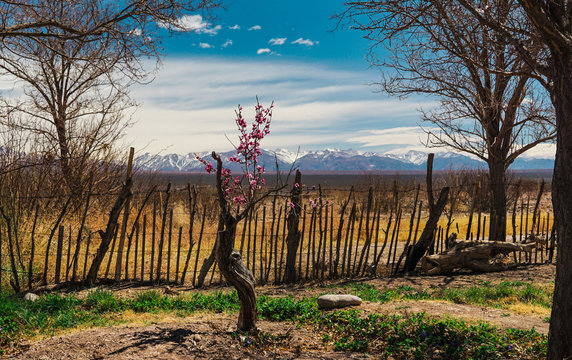 Los Andes - Barreal - San Juan - Argentina - Lonely pink blossom tree with Andes Mountains at background