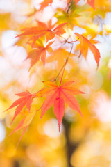 Fototapeta premium 20171125_8587_光ヶ丘公園